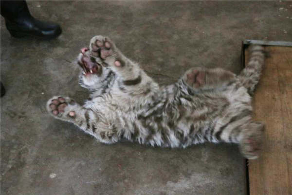 A white tiger is seen at the Taiyuan Zoo. (Photo provided to chinadaily.com.cn)