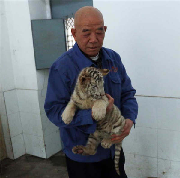 A staff member takes care of a white tiger cub at the Taiyuan Zoo. (Photo provided to chinadaily.com.cn)