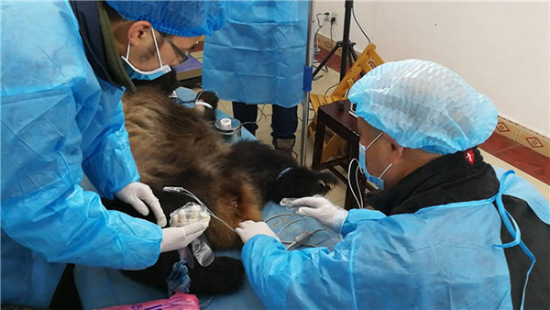 A wild giant panda undergoes an emergency medical procedure in Meishan city, Sichuan province, but is still not out of danger.