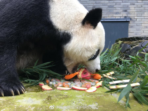 Pengpeng eats an apple. [Photo/CCRCGP's official Weibo account]