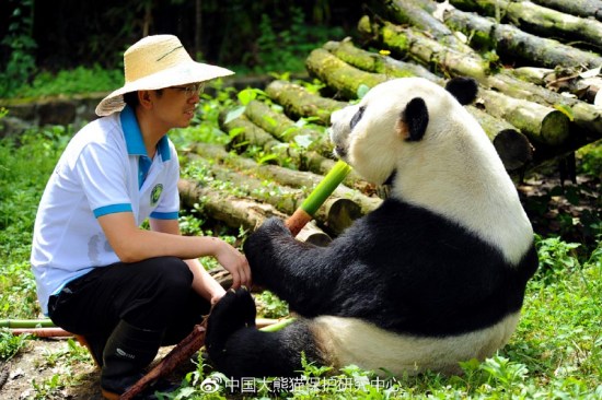 Pengpeng is fed by his keeper. [Photo/CCRCGP's official Weibo account]