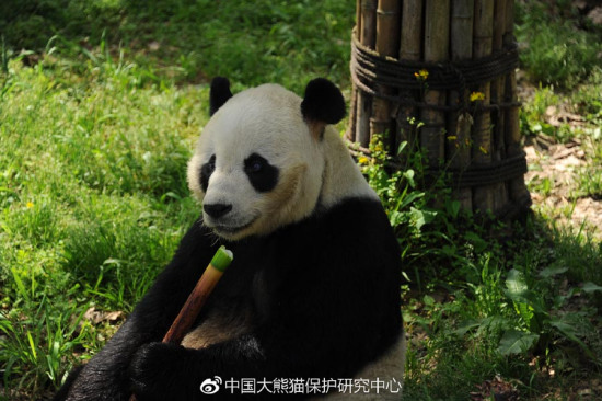 Pengpeng sits in the grass. [Photo/CCRCGP's official Weibo account]