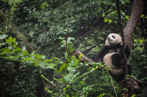 China to build first panda national park, help enhance residents' livelihood in adjacent areas