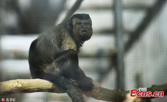 A monkey in the Tianjin Zoo has gone viral on Chinese social media for having a human-like face. The tufted capuchin, also known as black-capped capuchin, mostly feeds on fruit and invertebrates. The monkey's square face is different from its sharp-faced peers. (Photo/IC)
