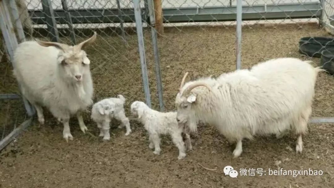 Progeny of world's first cloned cashmere goat born in China