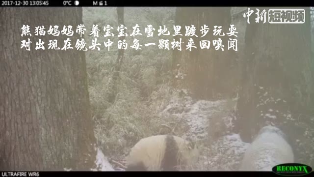 Wild panda family caught on camera in SW China