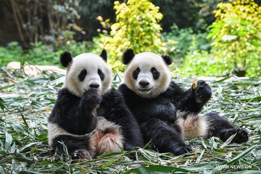 East China city to build giant panda research and breeding center 