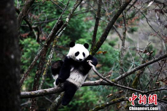 Panda found in wild few months after release 