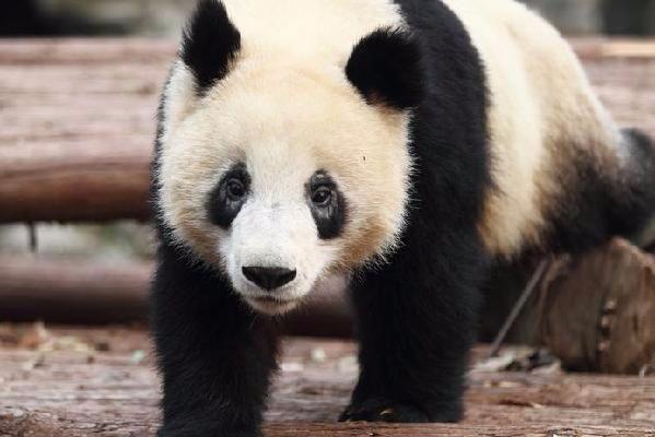 Pandas get eye disease; experts can't tell why