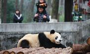 Concern rises as black eye patches of more Sichuan base pandas turn white