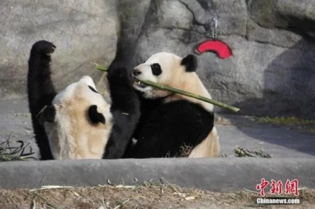 Canada pandas to get fresh bamboo flown from China