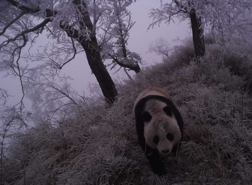 This image of a wild giant panda at night was taken by an infrared camera in the Baishuijiang National Nature Reserve in Gansu province in January. (Photo provided to China Daily)