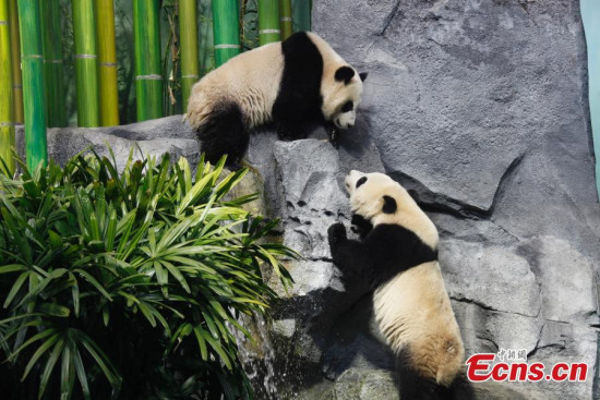 Panda cubs Jia Panpan and Jia Yueyue frolic during the official opening of Panda Passage at the Calgary Zoo on Monday. (Photo: China News Service/Yu Reidong)