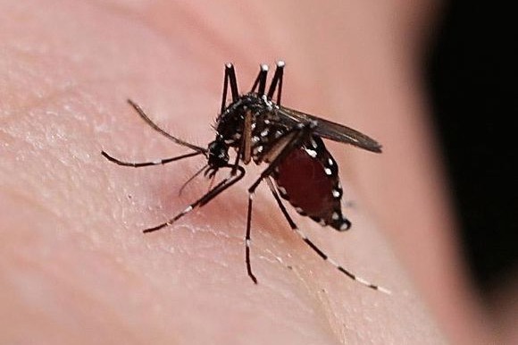 Beijing targets mosquitoes to cut dengue risk