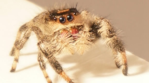 Kim, the Regal Jumping Spider. /Photo via University of Manchester