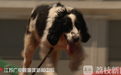 Bingjie the dog: a Wenchuan earthquake hero