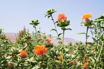 Safflower plants come to the desert