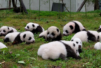 Pandas also rebound from disaster