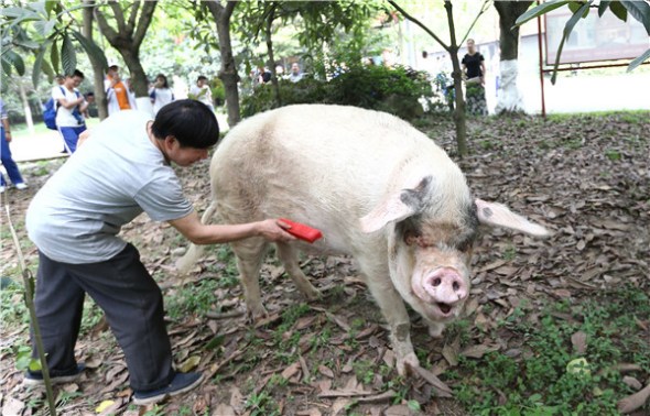 Breeder Gong Guocheng brushes Strong Pig as the animal takes a stroll at the Jianchuan Museum Cluster in Chengdu's Dayi county in Sichuan province earlier this month. (ZOU HONG/CHINA DAILY)