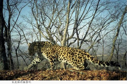 Signs of wild Amur leopards reported in Jilin