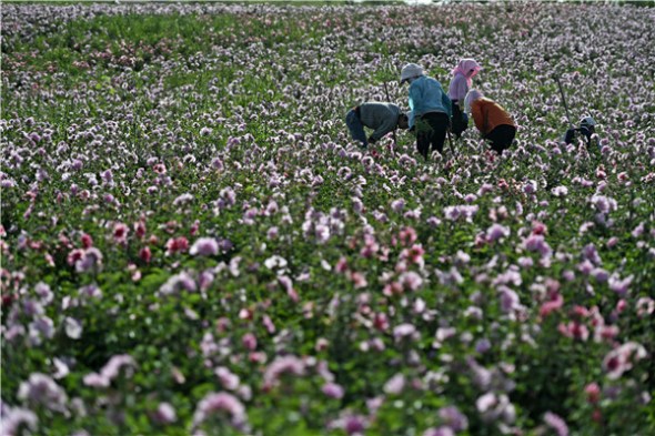 A flower plantation in the Maowusu Desert near Yinchuan, Ningxia Hui autonomous region, has become a tourist attraction. (Photo/Xinhua)