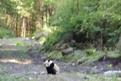 Cameras capture wild panda cubs in former quake site