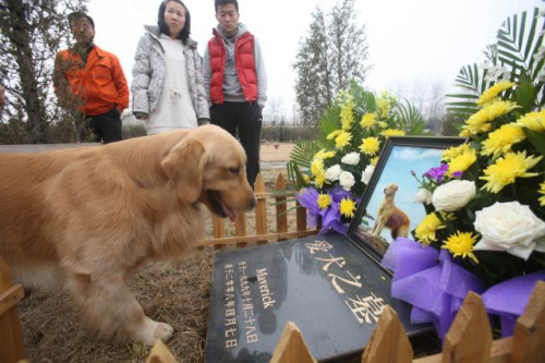 More owners willing to spend big on pet burial