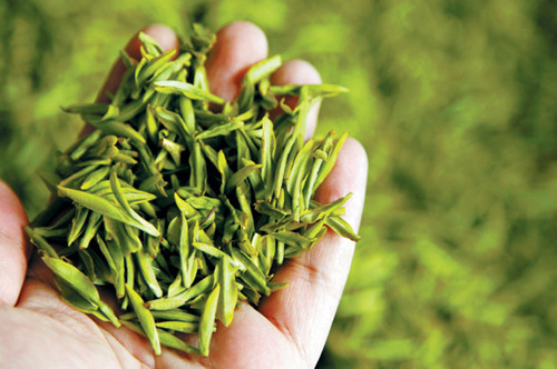 The fresh Mingqian tea from Chun'an tea plantations.