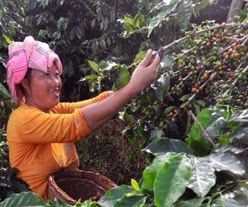 A farmer working at the farm owned by AiniCoffee Group, the biggest coffee brand in Yunnan province. The provincial government has set a target to expand the local coffee growing area to 607,000 hectares by 2020. The coffee growing area in Yunnan now exceeds 404,686 hectares, according to the Yunnan Coffee Association. [Photo/China Daily] 