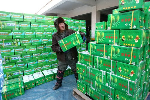 A worker in the Xinjiang Uygur autonomous region helps load boxes of bergamot pears that have become a catch naitonwide as the Spring Festival draws near, Jan 22, 2013. [Photo / Xinhua]