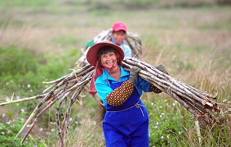 Farmers harvest sugarcane in a field in Binyang county, Guangxi Zhuang autonomous region in this Feb 20, 2012 file photo. [Photo/Xinhua]