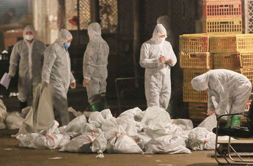 Technicians wearing protection suits begin to cull fowl early on Friday at a poultry wholesale market in the Songjiang district of Shanghai where the H7N9 bird flu virus was detected in pigeon samples. [Photo by Liu Xin / For China Daily]