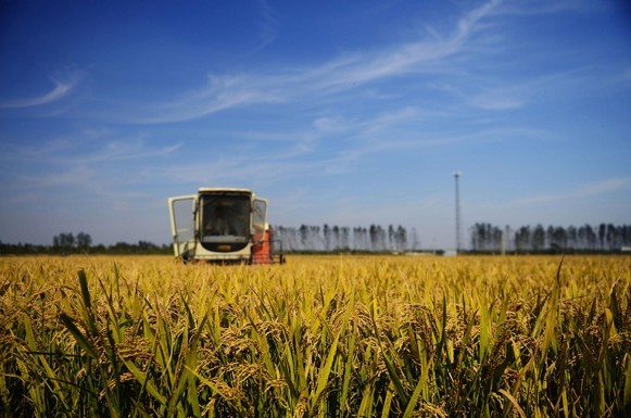 Farmers harvest rice in Rizhao, Shandong province, Oct 16, 2013. [Photo/Xinhua]  