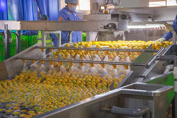 Fruit Day workers process oranges in a workshop in Yunnan province. The company can grade the sweetness of individual oranges at its newly-opened packing plant in Yunnan. (Provided to China Daily)