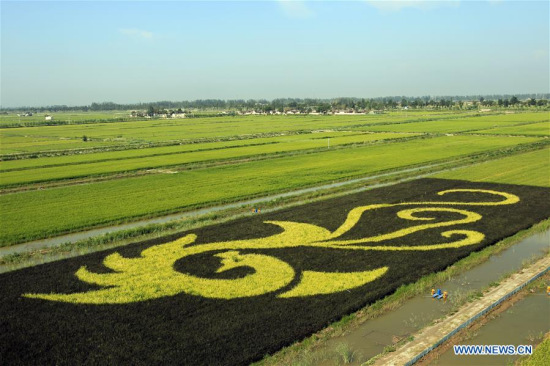 A pattern is seen in a rice field in Sishilidian Village of Changxin Town, Helan County of northwest China's Ningxia Hui Autonomous Region Aug. 16, 2017. (Xinhua/Sui Xiankai)