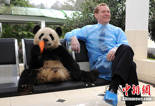 Jeremy Browne MP sits with one of the two panda ambassadors.