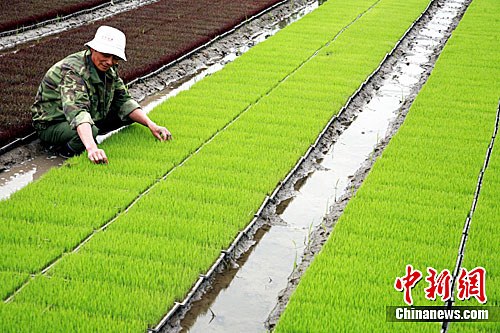 Grain harvested in Shanghai's Jinshan farming region. A farmer carefully cultivates improved rice seeding. [Photo: Zhuang Yi]