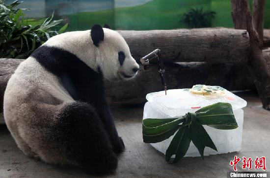 Tuantuan had his 7th birthday 'cake' in Taipei Zoo, August 27.