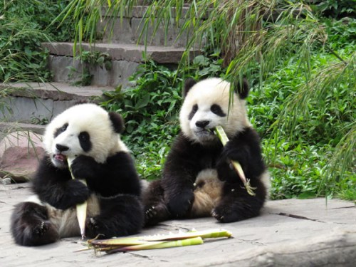 Pandas in Bifengxia Panda Base have suffered little effect from the earthquake that hit Sichuan province, April 20, 2013. [Photo/Xinhua]