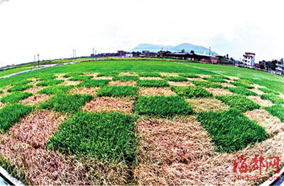 GM crop trials found in 10 provinces