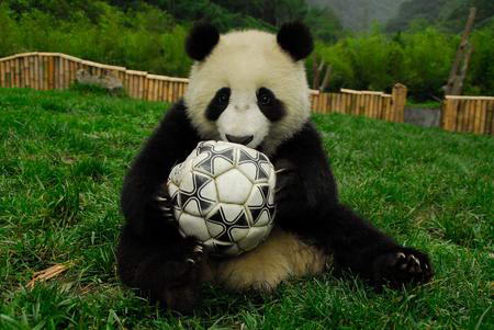 After Paul the Octopus, panda to predict World Cup winners
