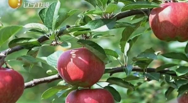 Lab apples at the orchard. (Screenshot: Liaoning TV)