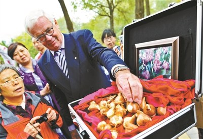 Experts from the Netherlands plant Cathey tulip bulbs in Beijing Botanic Garden on Wednesday, Oct. 22. (Photo: Beijing Youth Daily)