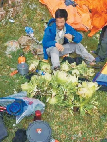 A traveler sits beside the snow lotus picked on Tianshan Mountain in Xinjiang. (Photo provided by a netizen at an online forum)