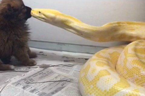 A video clip shows a Burmese python is going to devour a pet poodle. (Photo: Beijing News/screenshot)