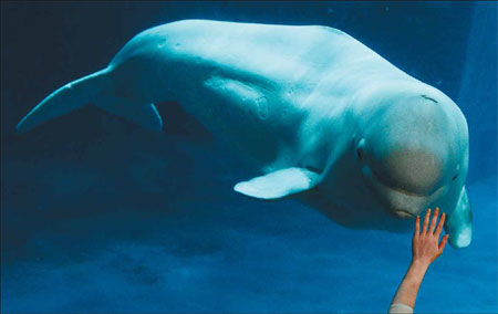 A woman greets a beluga whale at the Beijing Aquarium. Photos by Mark Ralston / Agence France-Presse