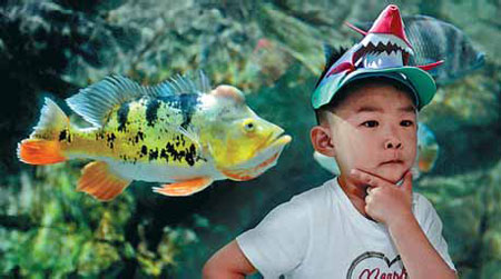 A eye-spot cichlid eyes a child at the Beijing Aquarium.