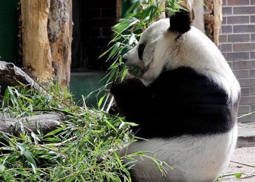 Bao Bao, a 34-year-old male panda died in Berlin's zoo on Aug 22, 2012.  [Photo/Xinhua]