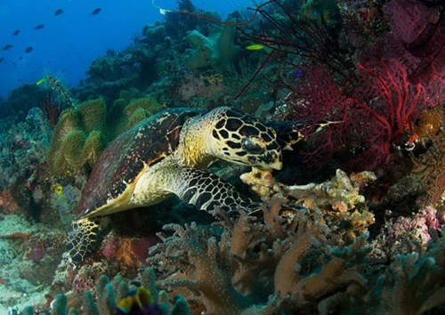 A sea turtle feeds in the ocean of Raja Ampat in Indonesia's West Papua province.