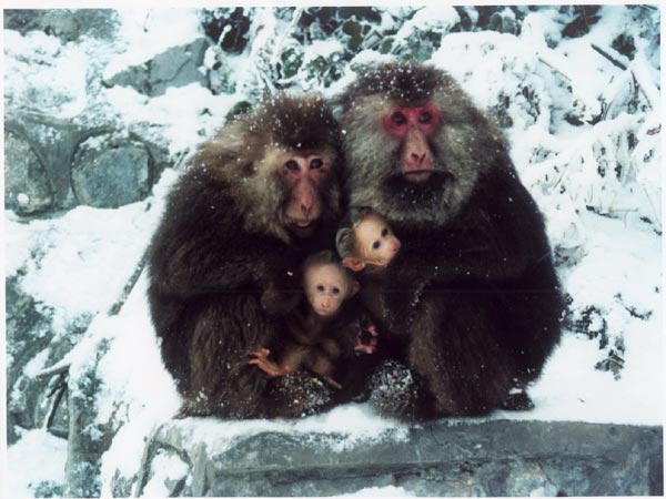 Monkeys on Mount Emei are notorious for snatching food from tourists, but many people still find them cute enough to offer food.[Photo by Wu Jian / For China Daily]  